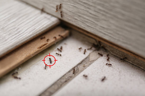 Best Residential Pest Control  in Caro, MI