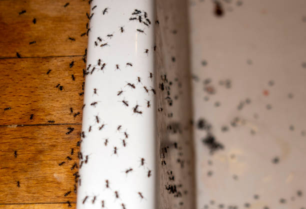 Best Best Pest Control Companies  in Caro, MI